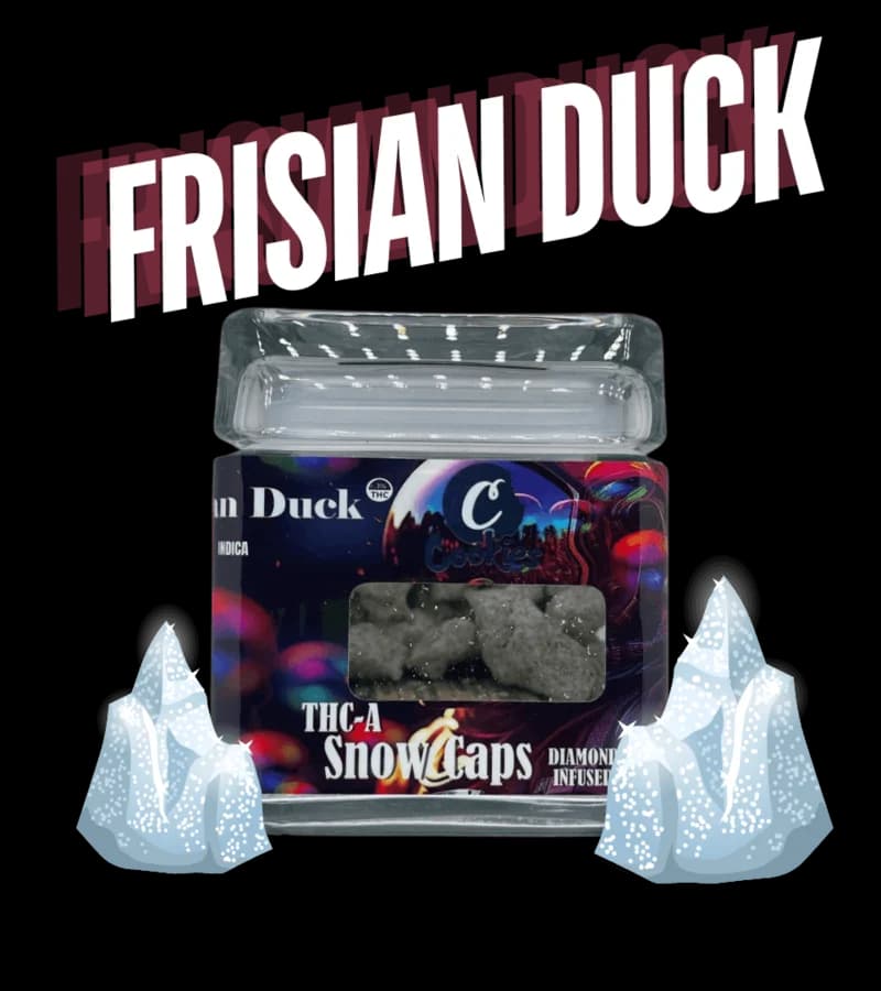 Frisian Duck